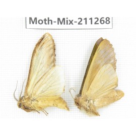 Moths sp. China, Yunnan, Nujiang valley, N of Mt.Biluoxueshan. 2Pcs. Moth-Mix-211268.