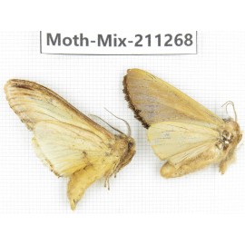 Moths sp. China, Yunnan, Nujiang valley, N of Mt.Biluoxueshan. 2Pcs. Moth-Mix-211268.