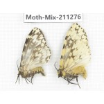 Moths sp. China, Yunnan, Nujiang valley, N of Mt.Biluoxueshan. 2Pcs. Moth-Mix-211276.