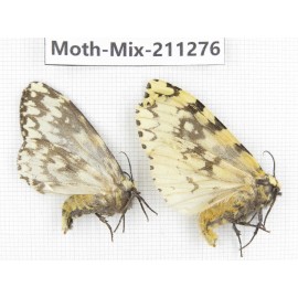 Moths sp. China, Yunnan, Nujiang valley, N of Mt.Biluoxueshan. 2Pcs. Moth-Mix-211276.