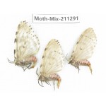 Moths sp. China, Yunnan, Nujiang valley, N of Mt.Biluoxueshan. 3Pcs. Moth-Mix-211291.