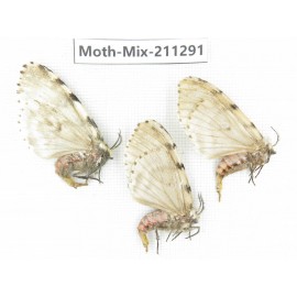 Moths sp. China, Yunnan, Nujiang valley, N of Mt.Biluoxueshan. 3Pcs. Moth-Mix-211291.