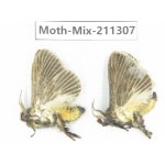 Moths sp. China, Yunnan, Nujiang valley, N of Mt.Biluoxueshan. 2Pcs. Moth-Mix-211307.