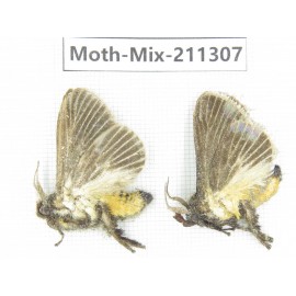 Moths sp. China, Yunnan, Nujiang valley, N of Mt.Biluoxueshan. 2Pcs. Moth-Mix-211307.