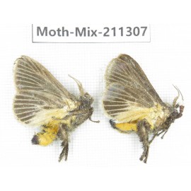 Moths sp. China, Yunnan, Nujiang valley, N of Mt.Biluoxueshan. 2Pcs. Moth-Mix-211307.