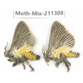 Moths sp. China, Yunnan, Nujiang valley, N of Mt.Biluoxueshan. 2Pcs. Moth-Mix-211308.