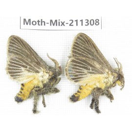 Moths sp. China, Yunnan, Nujiang valley, N of Mt.Biluoxueshan. 2Pcs. Moth-Mix-211308.