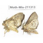 Moths sp. China, Yunnan, Nujiang valley, N of Mt.Biluoxueshan. 2Pcs. Moth-Mix-211313.