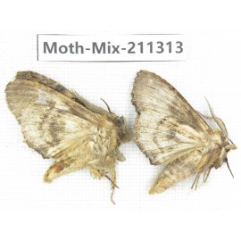 Moths sp. China, Yunnan, Nujiang valley, N of Mt.Biluoxueshan. 2Pcs. Moth-Mix-211313.
