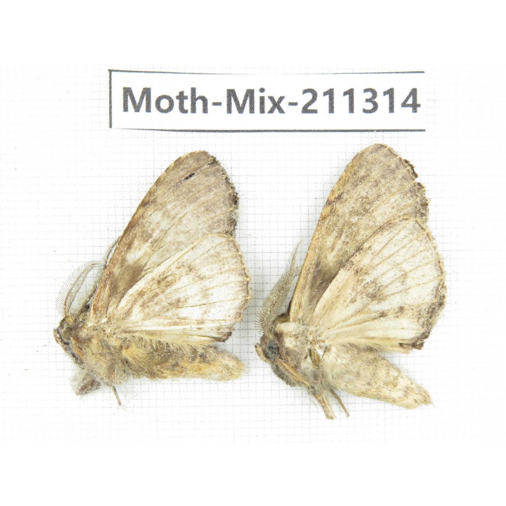 Moths sp. China, Yunnan, Nujiang valley, N of Mt.Biluoxueshan. 2Pcs. Moth-Mix-211314.