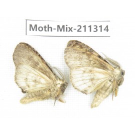 Moths sp. China, Yunnan, Nujiang valley, N of Mt.Biluoxueshan. 2Pcs. Moth-Mix-211314.