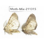 Moths sp. China, Yunnan, Nujiang valley, N of Mt.Biluoxueshan. 2Pcs. Moth-Mix-211315.