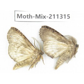 Moths sp. China, Yunnan, Nujiang valley, N of Mt.Biluoxueshan. 2Pcs. Moth-Mix-211315.