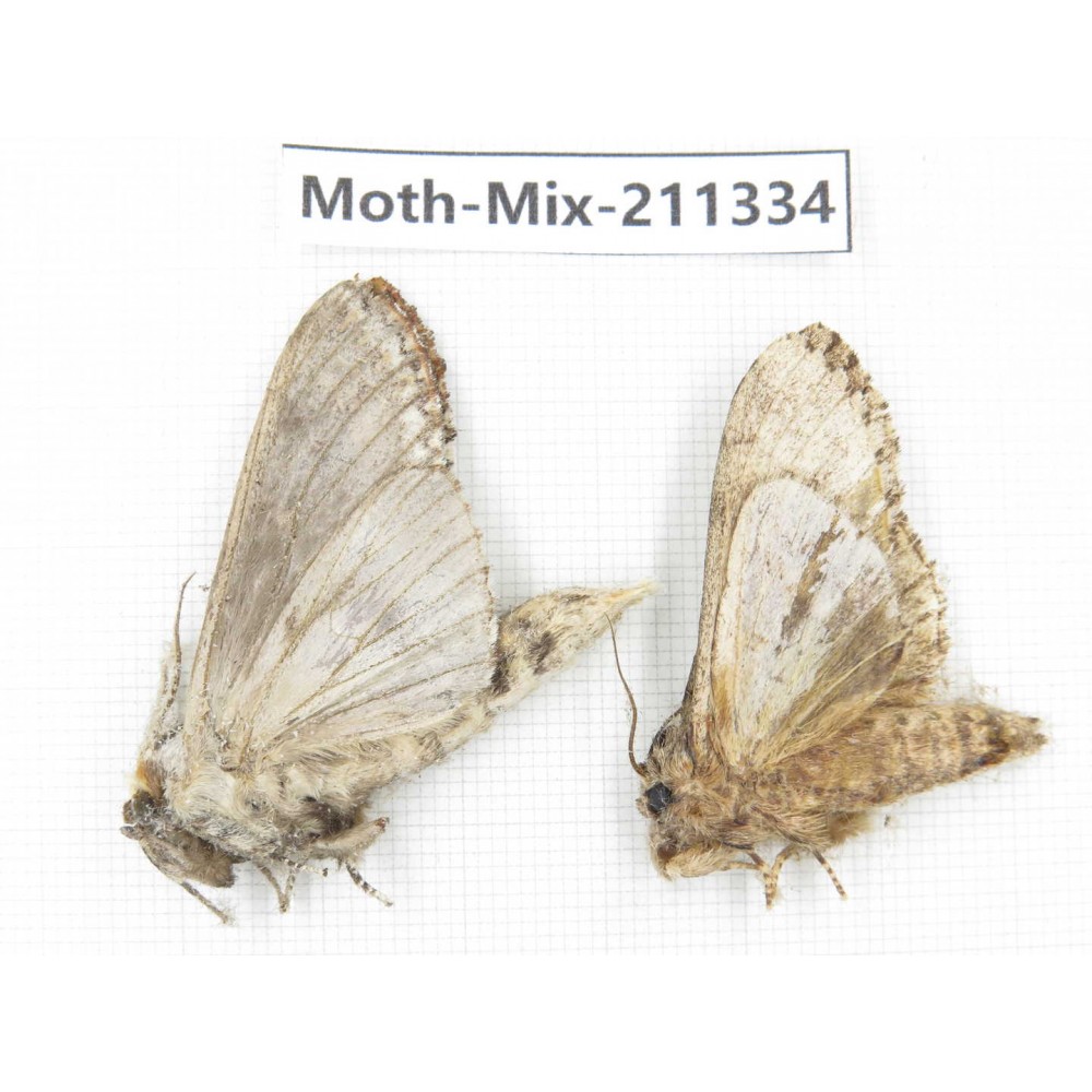 Moths sp. China, Yunnan, Nujiang valley, N of Mt.Biluoxueshan. 2Pcs. Moth-Mix-211334.