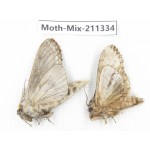Moths sp. China, Yunnan, Nujiang valley, N of Mt.Biluoxueshan. 2Pcs. Moth-Mix-211334.