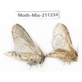 Moths sp. China, Yunnan, Nujiang valley, N of Mt.Biluoxueshan. 2Pcs. Moth-Mix-211334.