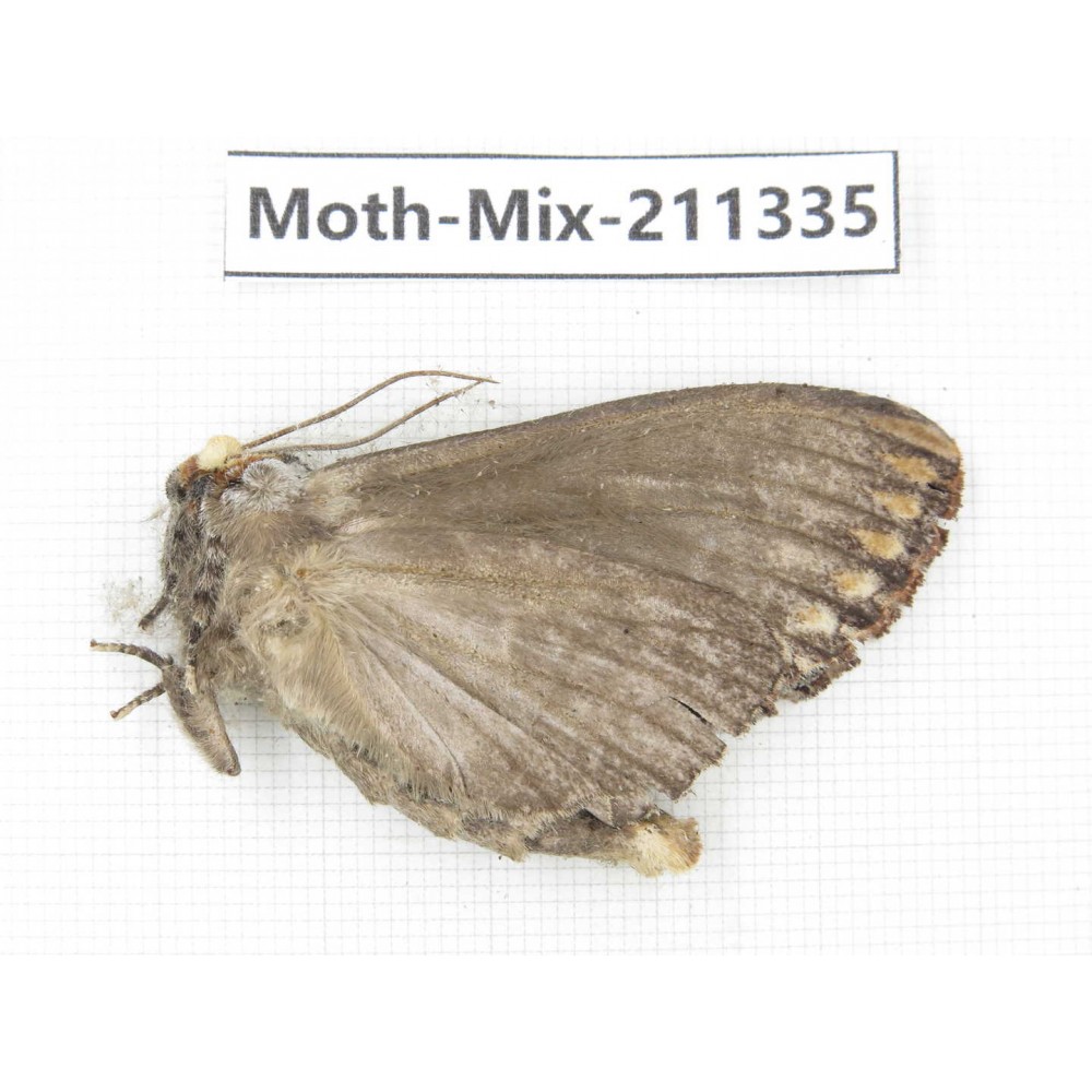 Moths sp. China, Yunnan, Nujiang valley, N of Mt.Biluoxueshan. 1Pcs. Moth-Mix-211335.