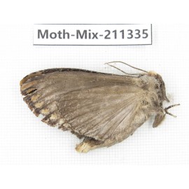 Moths sp. China, Yunnan, Nujiang valley, N of Mt.Biluoxueshan. 1Pcs. Moth-Mix-211335.
