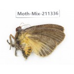 Moths sp. China, Yunnan, Nujiang valley, N of Mt.Biluoxueshan. 1Pcs. Moth-Mix-211336.