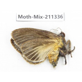 Moths sp. China, Yunnan, Nujiang valley, N of Mt.Biluoxueshan. 1Pcs. Moth-Mix-211336.
