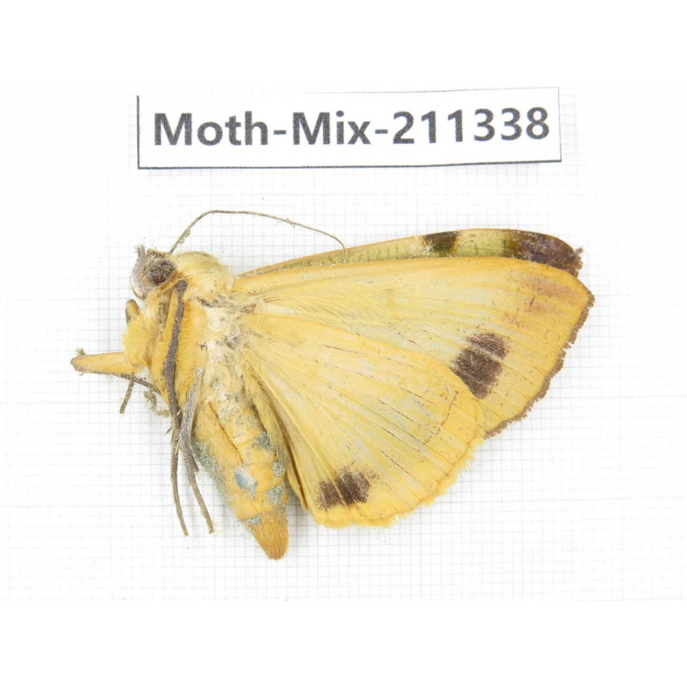 Moths sp. China, Yunnan, Nujiang valley, N of Mt.Biluoxueshan. 1Pcs. Moth-Mix-211338.