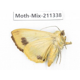 Moths sp. China, Yunnan, Nujiang valley, N of Mt.Biluoxueshan. 1Pcs. Moth-Mix-211338.