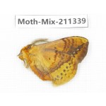 Moths sp. China, Yunnan, Nujiang valley, N of Mt.Biluoxueshan. 1Pcs. Moth-Mix-211339.