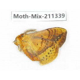 Moths sp. China, Yunnan, Nujiang valley, N of Mt.Biluoxueshan. 1Pcs. Moth-Mix-211339.