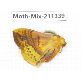 Moths sp. China, Yunnan, Nujiang valley, N of Mt.Biluoxueshan. 1Pcs. Moth-Mix-211339.