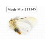 Moths sp. China, Yunnan, Nujiang valley, N of Mt.Biluoxueshan. 1Pcs. Moth-Mix-211345.