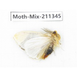 Moths sp. China, Yunnan, Nujiang valley, N of Mt.Biluoxueshan. 1Pcs. Moth-Mix-211345.