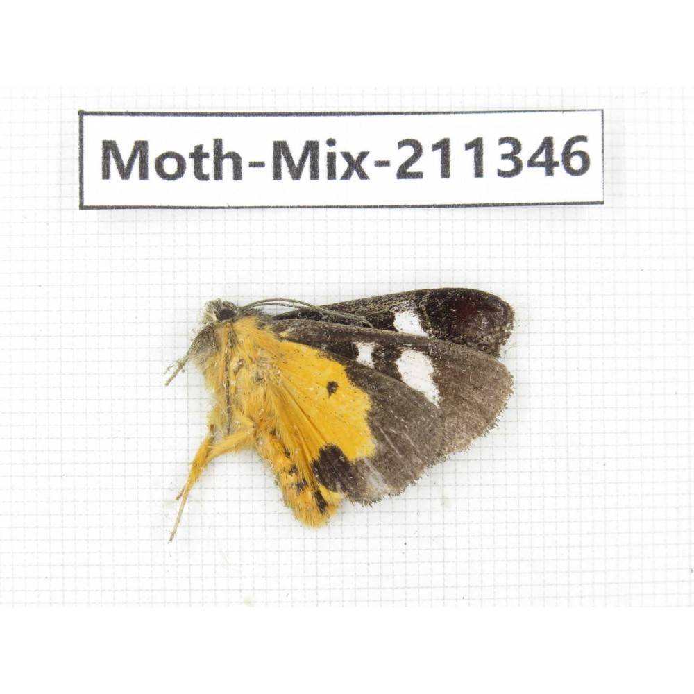 Moths sp. China, Yunnan, Nujiang valley, N of Mt.Biluoxueshan. 1Pcs. Moth-Mix-211346.