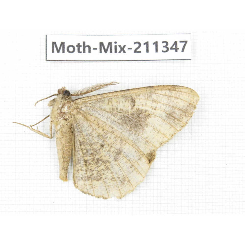 Moths sp. China, Yunnan, Nujiang valley, N of Mt.Biluoxueshan. 1Pcs. Moth-Mix-211347.