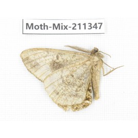 Moths sp. China, Yunnan, Nujiang valley, N of Mt.Biluoxueshan. 1Pcs. Moth-Mix-211347.