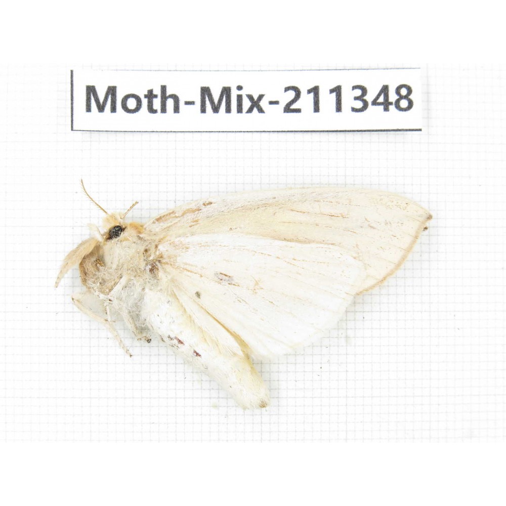 Moths sp. China, Yunnan, Nujiang valley, N of Mt.Biluoxueshan. 1Pcs. Moth-Mix-211348.
