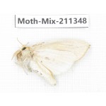 Moths sp. China, Yunnan, Nujiang valley, N of Mt.Biluoxueshan. 1Pcs. Moth-Mix-211348.