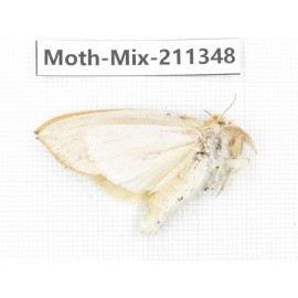 Moths sp. China, Yunnan, Nujiang valley, N of Mt.Biluoxueshan. 1Pcs. Moth-Mix-211348.