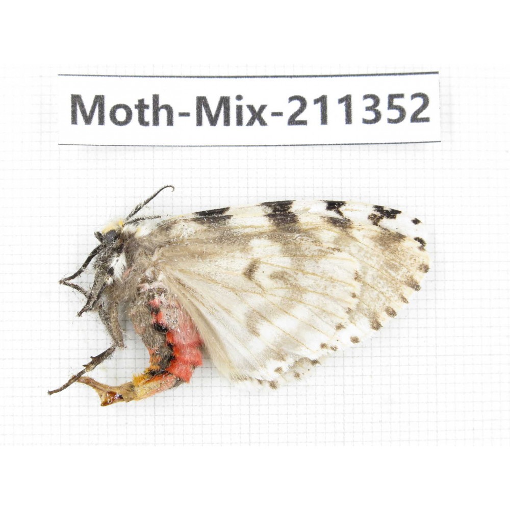 Moths sp. China, Yunnan, Nujiang valley, N of Mt.Biluoxueshan. 1Pcs. Moth-Mix-211352.