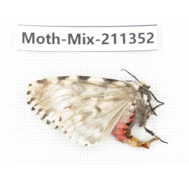 Moths sp. China, Yunnan, Nujiang valley, N of Mt.Biluoxueshan. 1Pcs. Moth-Mix-211352.