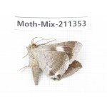 Moths sp. China, Yunnan, Nujiang valley, N of Mt.Biluoxueshan. 1Pcs. Moth-Mix-211353.