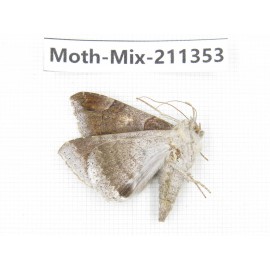 Moths sp. China, Yunnan, Nujiang valley, N of Mt.Biluoxueshan. 1Pcs. Moth-Mix-211353.