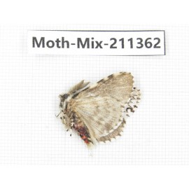 Moths sp. China, Yunnan, Nujiang valley, N of Mt.Biluoxueshan. 1Pcs. Moth-Mix-211362.