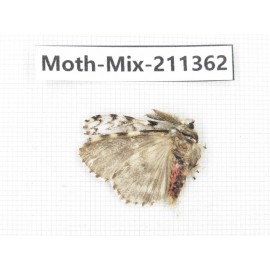 Moths sp. China, Yunnan, Nujiang valley, N of Mt.Biluoxueshan. 1Pcs. Moth-Mix-211362.