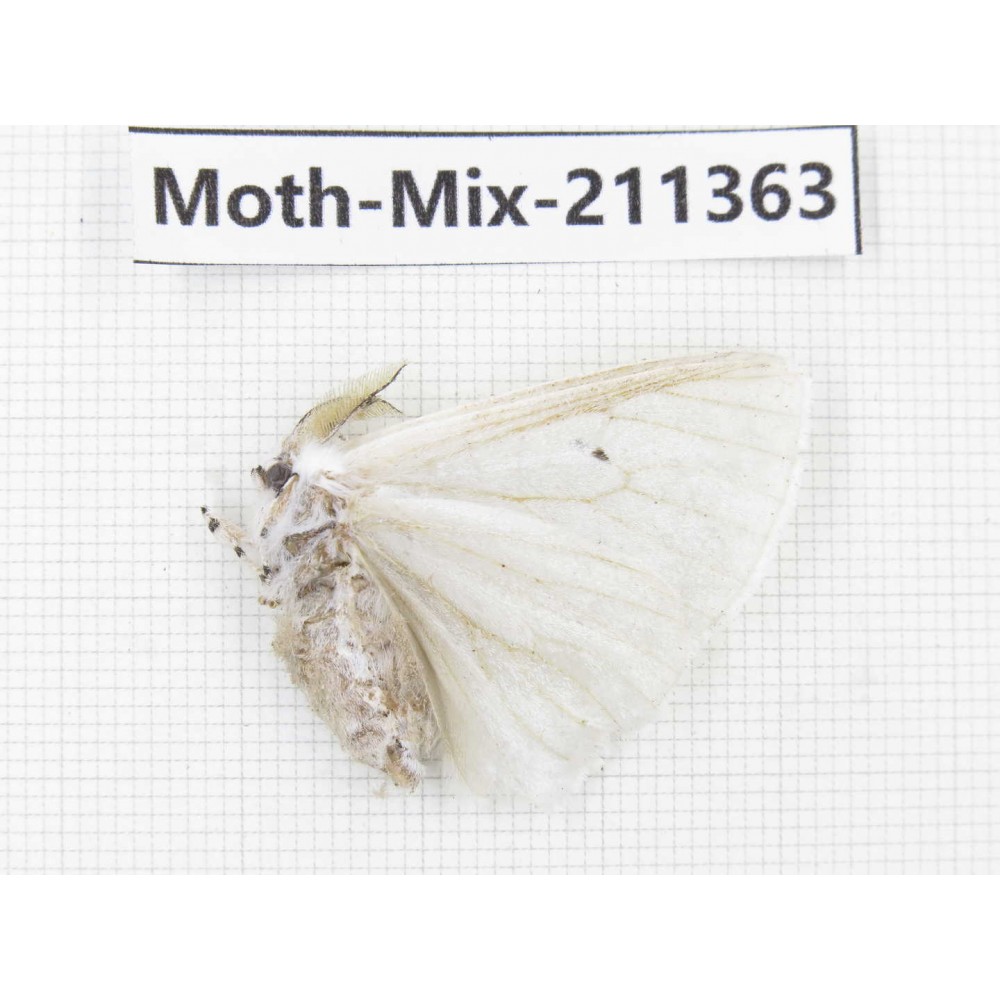 Moths sp. China, Yunnan, Nujiang valley, N of Mt.Biluoxueshan. 1Pcs. Moth-Mix-211363.