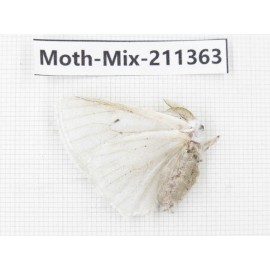 Moths sp. China, Yunnan, Nujiang valley, N of Mt.Biluoxueshan. 1Pcs. Moth-Mix-211363.