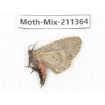 Moths sp. China, Yunnan, Nujiang valley, N of Mt.Biluoxueshan. 1Pcs. Moth-Mix-211364.