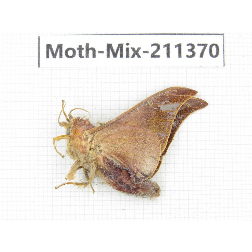 Moths sp. China, Yunnan, Nujiang valley, N of Mt.Biluoxueshan. 1Pcs. Moth-Mix-211370.
