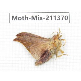 Moths sp. China, Yunnan, Nujiang valley, N of Mt.Biluoxueshan. 1Pcs. Moth-Mix-211370.