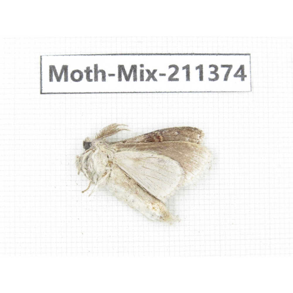 Moths sp. China, Yunnan, Nujiang valley, N of Mt.Biluoxueshan. 1Pcs. Moth-Mix-211374.