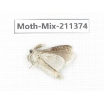 Moths sp. China, Yunnan, Nujiang valley, N of Mt.Biluoxueshan. 1Pcs. Moth-Mix-211374.